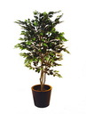 Ficus mit dichter Krone, 180cm, Kunstpflanze