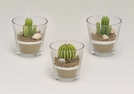 WINDLICHT GLAS M. KAKTUSKERZE SORT.6X6CM