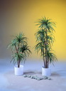 Yucca-Palme mit 2 Naturstämmen 90cm, Kunstpflanze