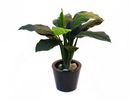 Spathiphyllum 11 kräftige Blätter 90cm, Kunstpflanze