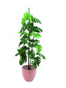 Splitphilodendron, 150cm, Kunstbaum
