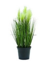 Federgras, weiß, 60cm, Kustpflanze