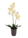 Orchidee, cremefarben, 57cm, Kunstpflanze