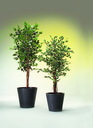 Ficus-Benjamini 756 Blätter 150cm, Kunstpflanze