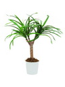 Dracena, grün, 50cm, Kunstpflanze