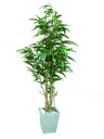 Ficus Longifolia 846Blätter 210cm, Kunstpflanze
