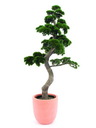 Bonsai-Pinie 6972 Spitzen 180cm, Kunstpflanze