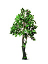 Eichen-Waldbaum 180cm, Kunstpflanze