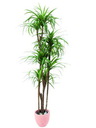 Yucca-Palme mit Naturstämmen, 150cm, Kunstpflanze