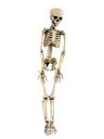 Halloween-Figur Skelett