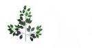 Ficus Zweige je 42Bl./12St., Kunstpflanze