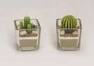WINDLICHT GLAS M. KAKTUSKERZE SORT. 5X5X5CM