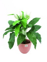 Spathiphyllum 4 Blüten 26 Blätter 85cm, Kunstpflanze