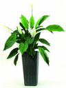 Spathiphyllum 6 Blüten 51 Blätter 71cm, Kunstpflanze