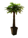Farnpalme (1-stämmig)180cm, Kustpflanze