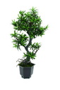 EUROPALMS Bonsai-Palmenbaum, 90cm, Kunstpflanze