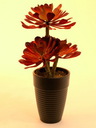 Sukkulente Zoll Aeonium Zoll glutrot 3 Bl 28cm, Kunstpflanze