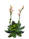 Steinrose (EVA), pink, 32cm, Kunstpflanze