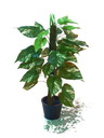 Pothos am Stamm 150cm, Kunstpflanze