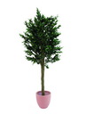 Olivenbaum mit Oliven dicker Stamm 200cm, Kunstpflanze