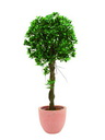 Ficuskugelbaum im Zementtopf 100cm, Kunstpflanze