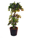 Ficus Waldbaum, 150cm, Kunstpflanze