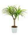 Dracena, gelb-grün, 50cm, Kunstpflanze