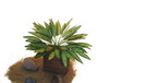 Aglaonema x18 hell/dunkelgrün 45cm, Kunstpflanze