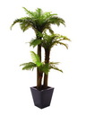 Farnpalme (2-stämmig)160cm, Kustpflanze