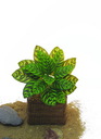 Calathea, 32cm, Kunstpflanze