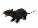 Ratte lebensecht mit Fell