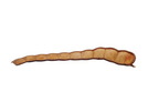 Pangrabohne XXL, sandfarben
