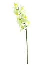 Orchideenzweig, cremefarben, 70cm, Kunstpflanze