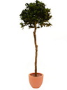 Lorbeerkugelbaum mit 660 Blättern 120cm, Kunstpflanze
