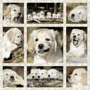 Puzzles Hundekinder 1000T.