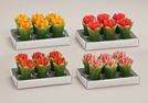TEELICHT-SET 6TLG TULPE 4FACH S.4X7CM