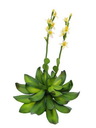 Steinrose (EVA), gelb, 32cm, Kunstpflanze