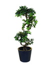 Ficus Spiralstamm, 160cm, Kunstpflanze