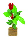 Europalms Anthurium, 64cm, Kunstpflanze