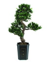 Bonsai Podocarpus 313 Spitzen 80cm, Kunstpflanze