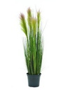 Federgras, rosé, 90cm, Kustpflanze