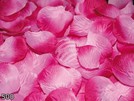Rosenblätter Blütenblätter rosa pink 500er