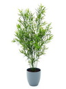 Asparagus, 70cm, Kunstpflanze