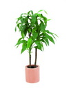 Dracaena 3 Stämme grün 66 Blätter 90cm, Kunstpflanze