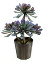 Sukkulente Zoll Aeonium Zoll olivgrün 4 Bl 30cm, Kunstpflanze